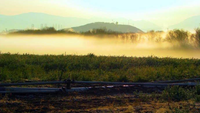A farm irrigation pipe stretches across a California farmer's field as an early-morning mist clings to the ground. (Photo by Rennett Stowe)