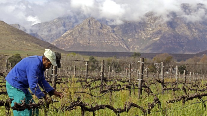 In this photo taken Monday, Aug. 22, 2011, a farmworker works on a grape farm near the town of Franschhoek,  South Africa. (AP Photo/Schalk van Zuydam)