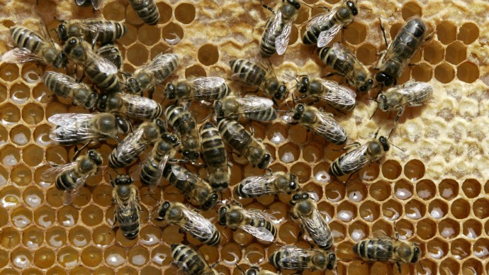 In this May 21, 2008 file photo, honey bees sit on a honeycomb at Bad Segeberg, northern Germany. A European Union top court on Tuesday, Sept. 6, 2011 ruled that honey which contains traces of pollen from genetically modified crops needs special authorization before it can be sold. The judgment that could have widespread consequences on the bloc's policy on genetically modified organisms, or GMOs. The ruling from the European Court of Justice came after several Bavarian beekeepers demanded compensation from their government for honey and food supplements that contained traces of pollen from genetically modified maize. (AP Photo/Heribert Proepper, File)