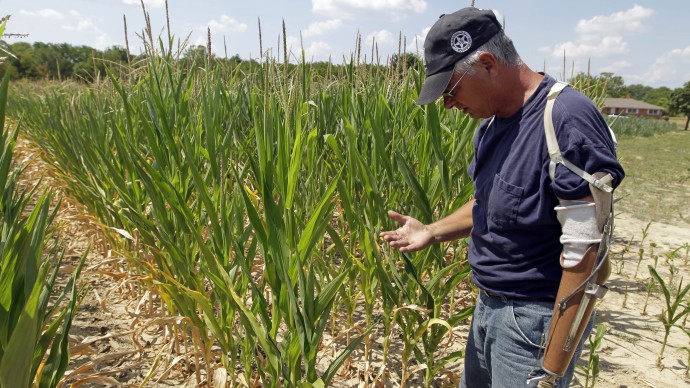 Jack Maloney checks on corn on his farm in Brownsburg, Ind., Monday, July 16, 2012. (AP Photo/Michael Conroy)