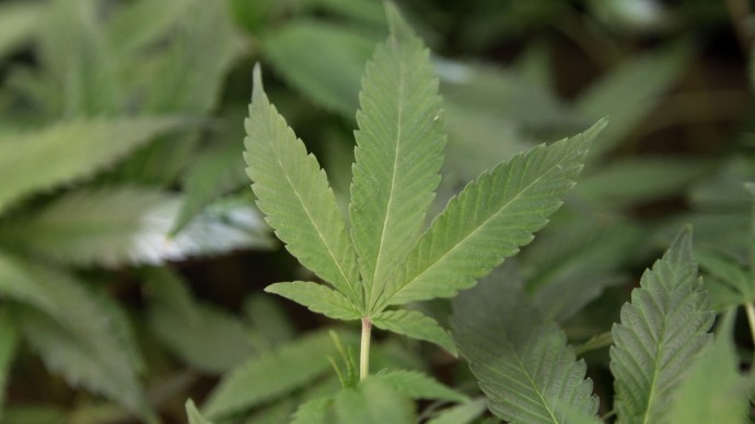 In this Feb. 1, 2011 file photo, marijuana clone plants are shown in Oakland, Calif. (AP Photo/Jeff Chiu, File)