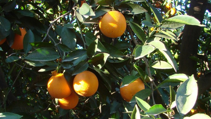 An orange grove is shown here in Prospect Park in Redlands, Calif. (Photo by Don Graham via Flikr)