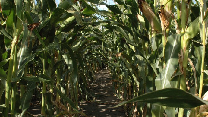 A corn field is shown here on Sept. 23, 2005. (Photo by Matt Dente via Flikr)