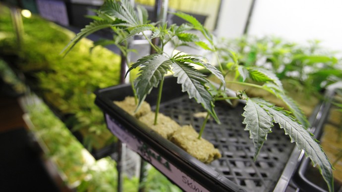 This image provided by the Bay Area News Group shows cloned marijuana plants that are for sale at Harborside Health Center on Thursday, July 12, 2012 in Oakland, Calif. (AP Photo/Aric Crabb, Bay Area News Group)