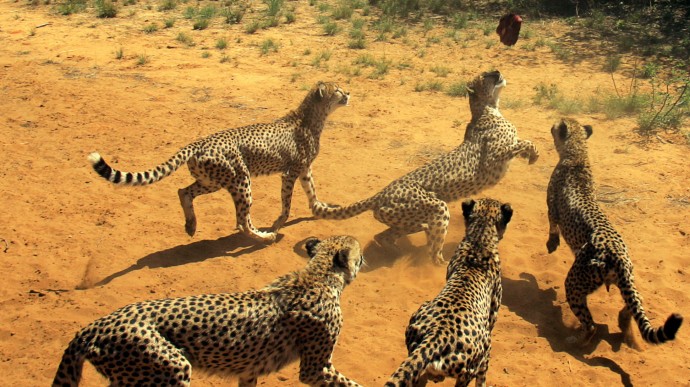 A cheetah jumps for a chunk of meat whilst others watch during the morning feeding tour in their large enclosures at The Harnas Wildlife Foundation farm in Gobabis, Namibia, Wednesday, Oct. 25, 2006. (AP Photo/Themba Hadebe)
