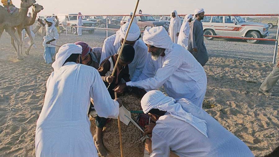 A child camel jockey from the Indian sub-continent being readied and Velcro-strapped onto the saddle of the camel before the race by Emirati men. (Photo by Norbert Schiller)
